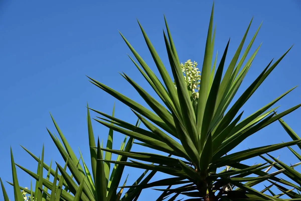 Yucca palme: characteristics and care of the false palm tree