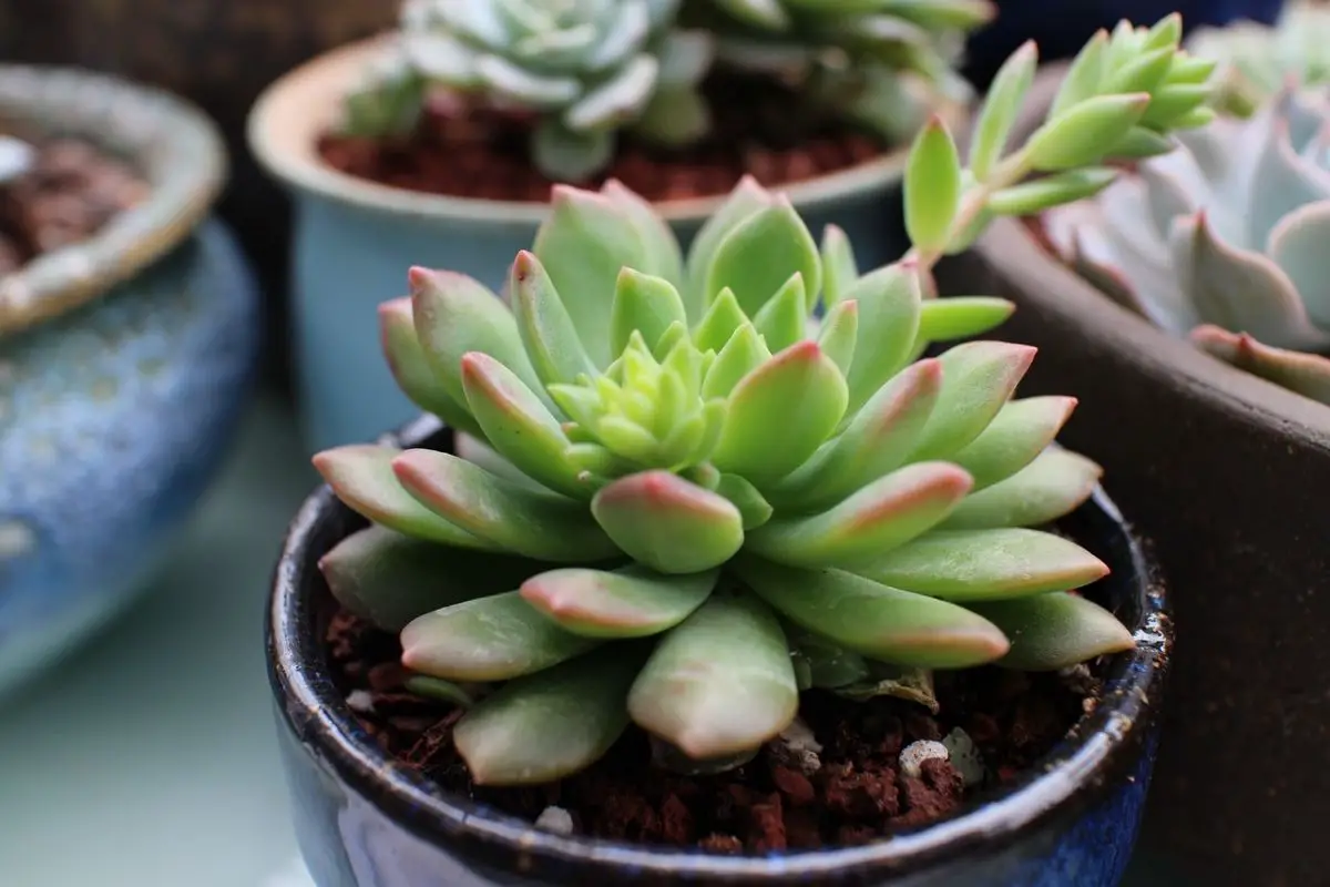Pachyphytum hookeri: characteristics and most important care