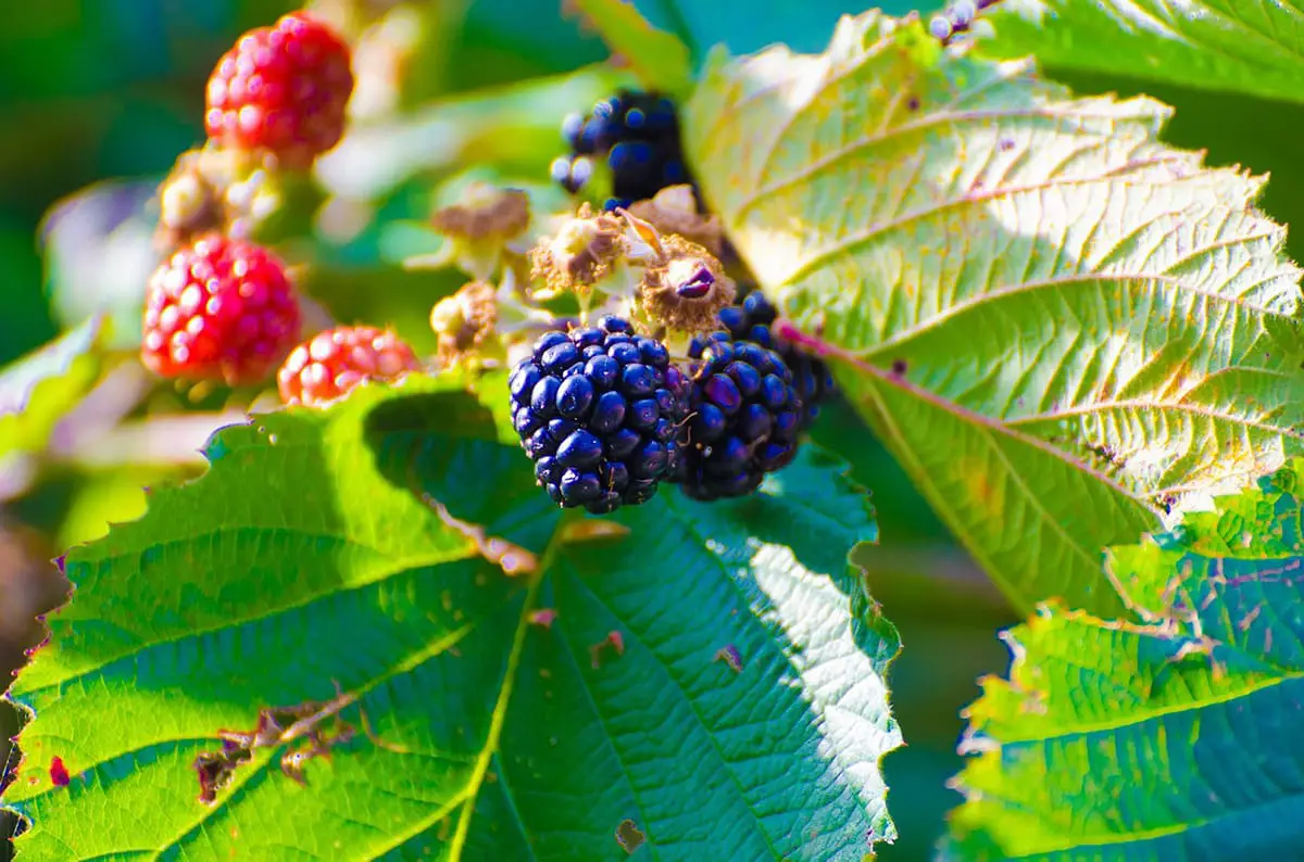 How to plant blackberry: Tips for cultivation and harvest time