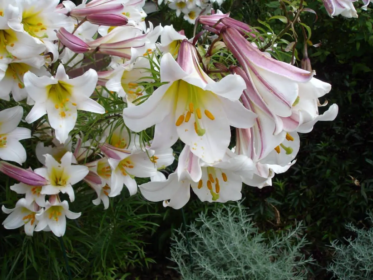 Lilium regale: what it is like and what care it needs to be healthy