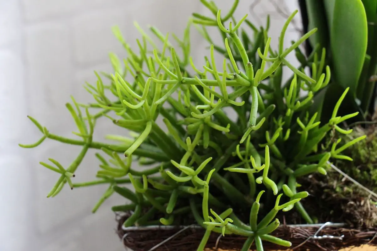 Rhipsalis cereuscula: characteristics and what care it needs