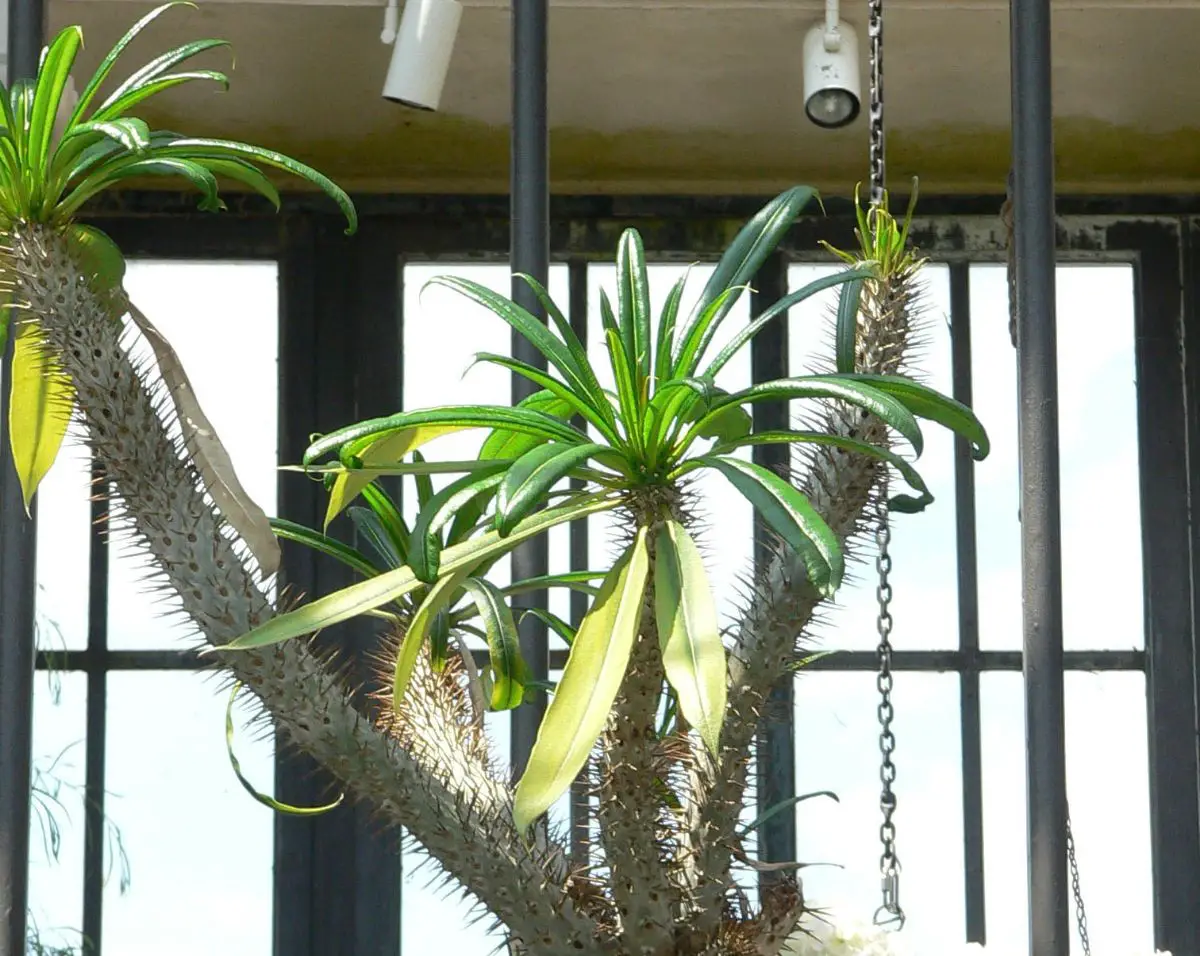 Pachypodium geayi: main characteristics and care to give it