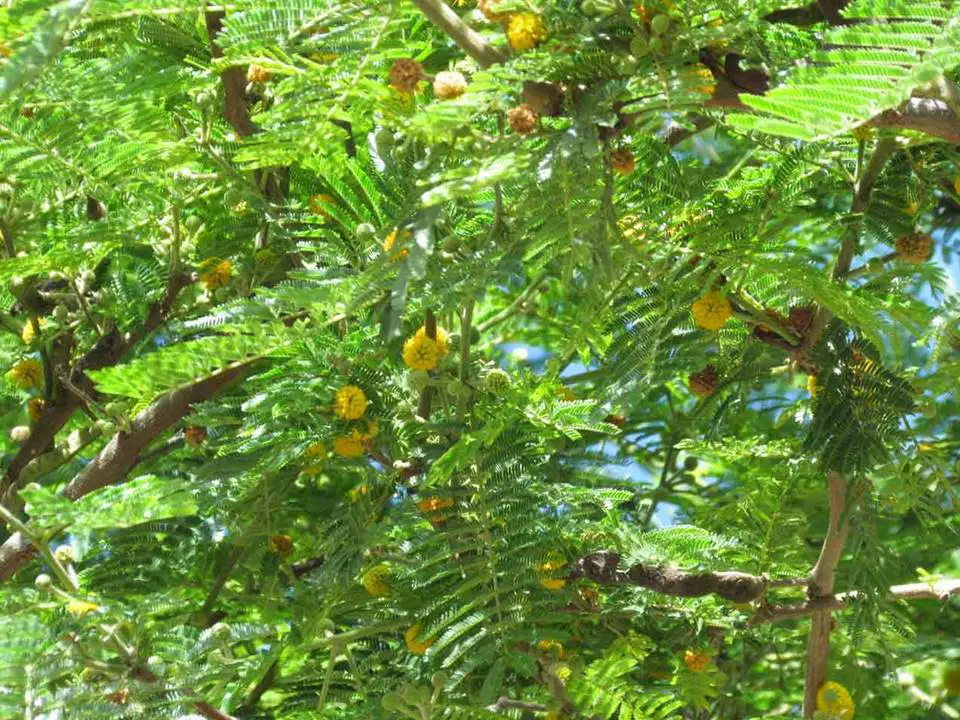 Acacia macracantha: Everything you need to know about this tree