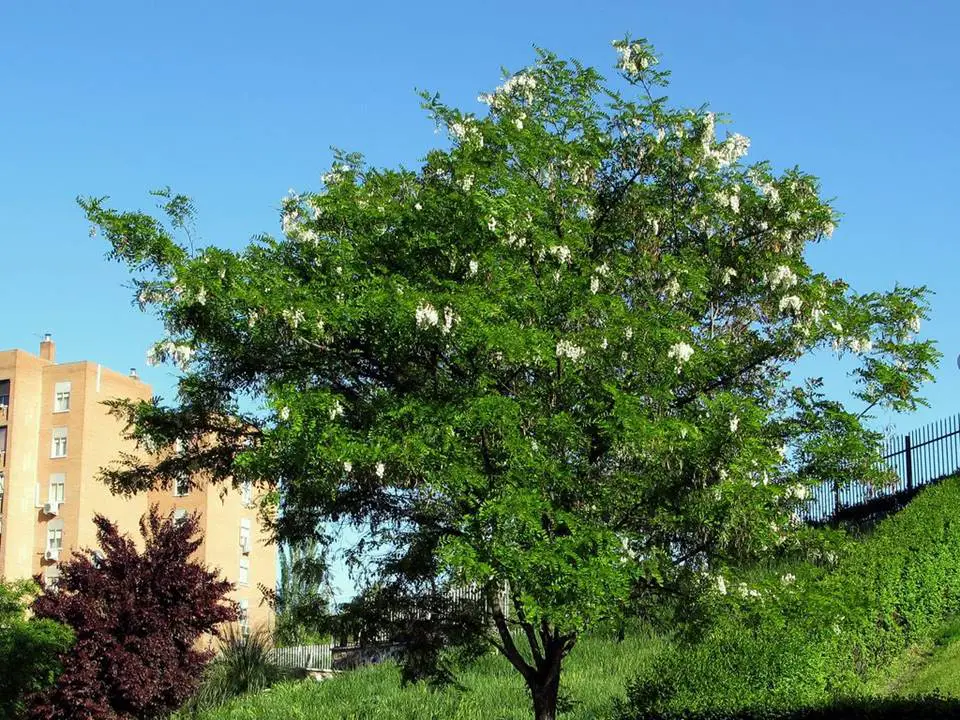 Acacia robinia (White acacia or ball acacia): What you should know