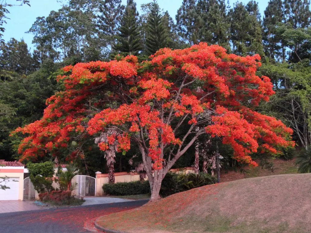 Red Acacia: Know everything about this beautiful and majestic tree