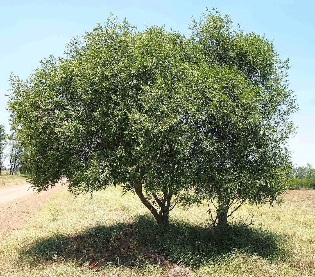 Acacia salicina: Find out about this highly toxic shrub