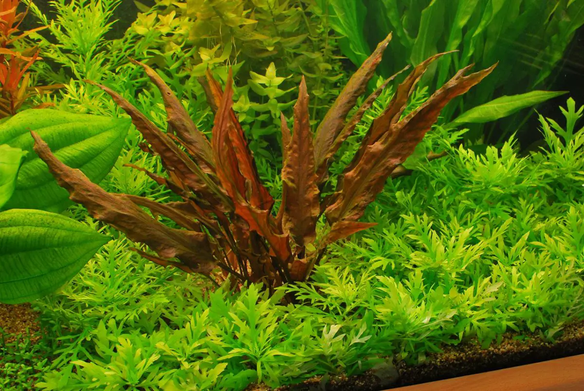 Cryptocoryne wendtii: what the plant is like and what care it needs