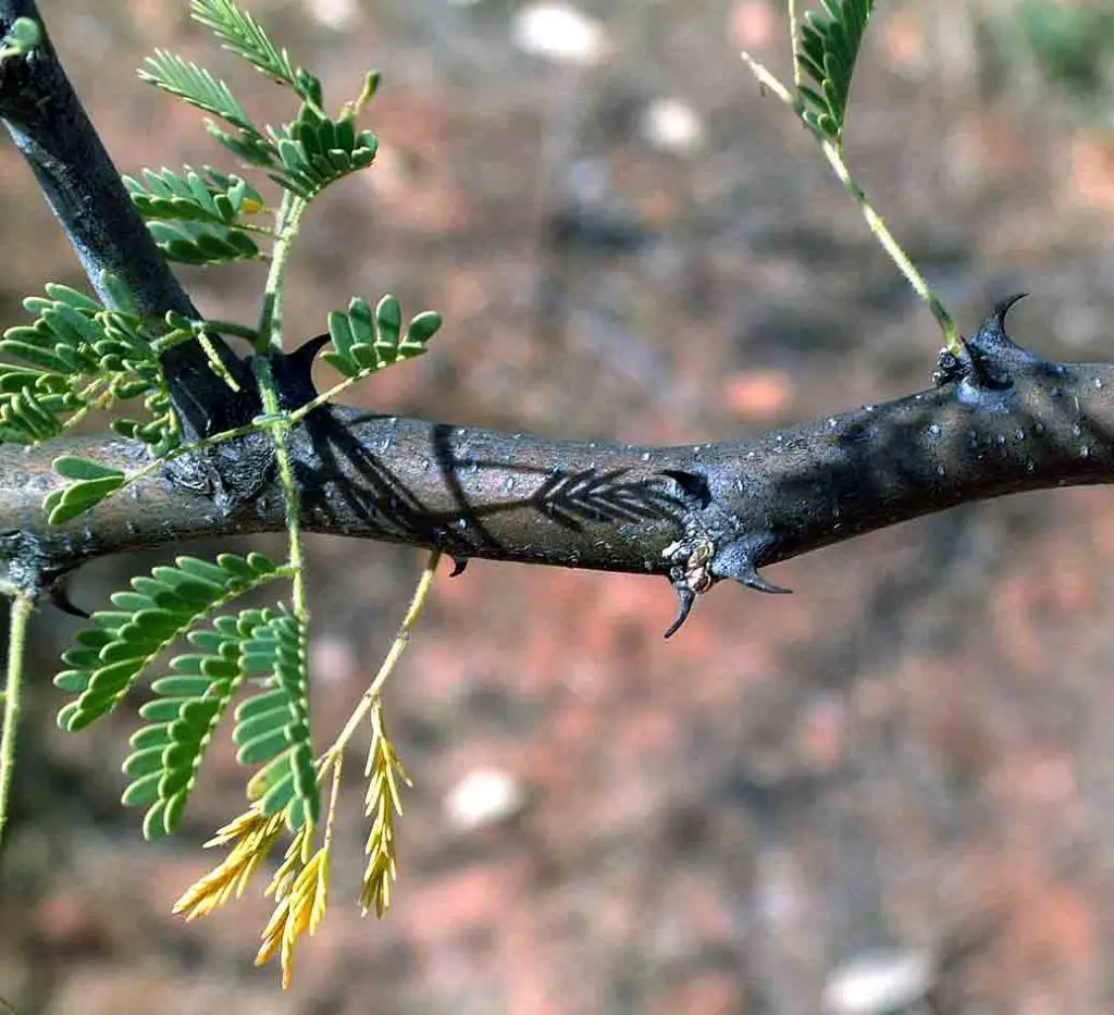Acacia Senegal: Medicinal properties and more about this tree