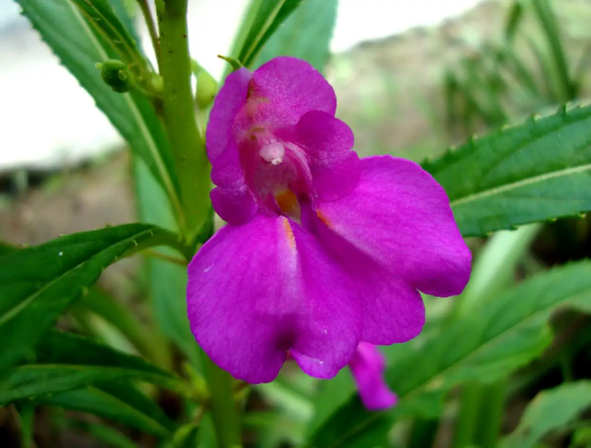 Impatiens balsamina: distinctive features and care