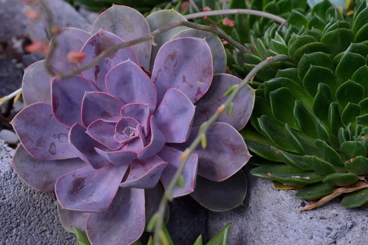 Echeveria gibbiflora: everything you need to know about this succulent