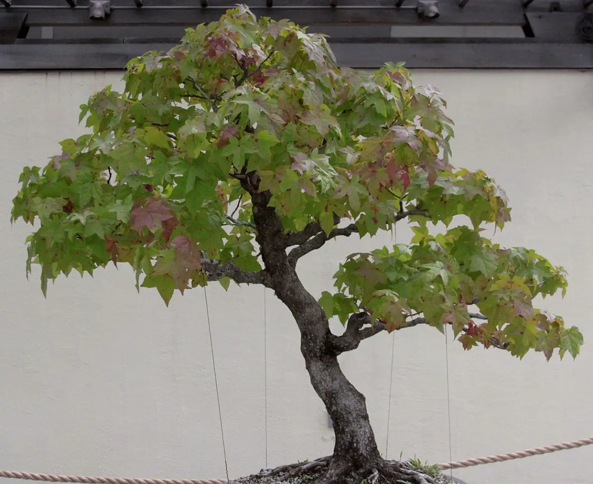 sweetgum bonsai | Gardening On