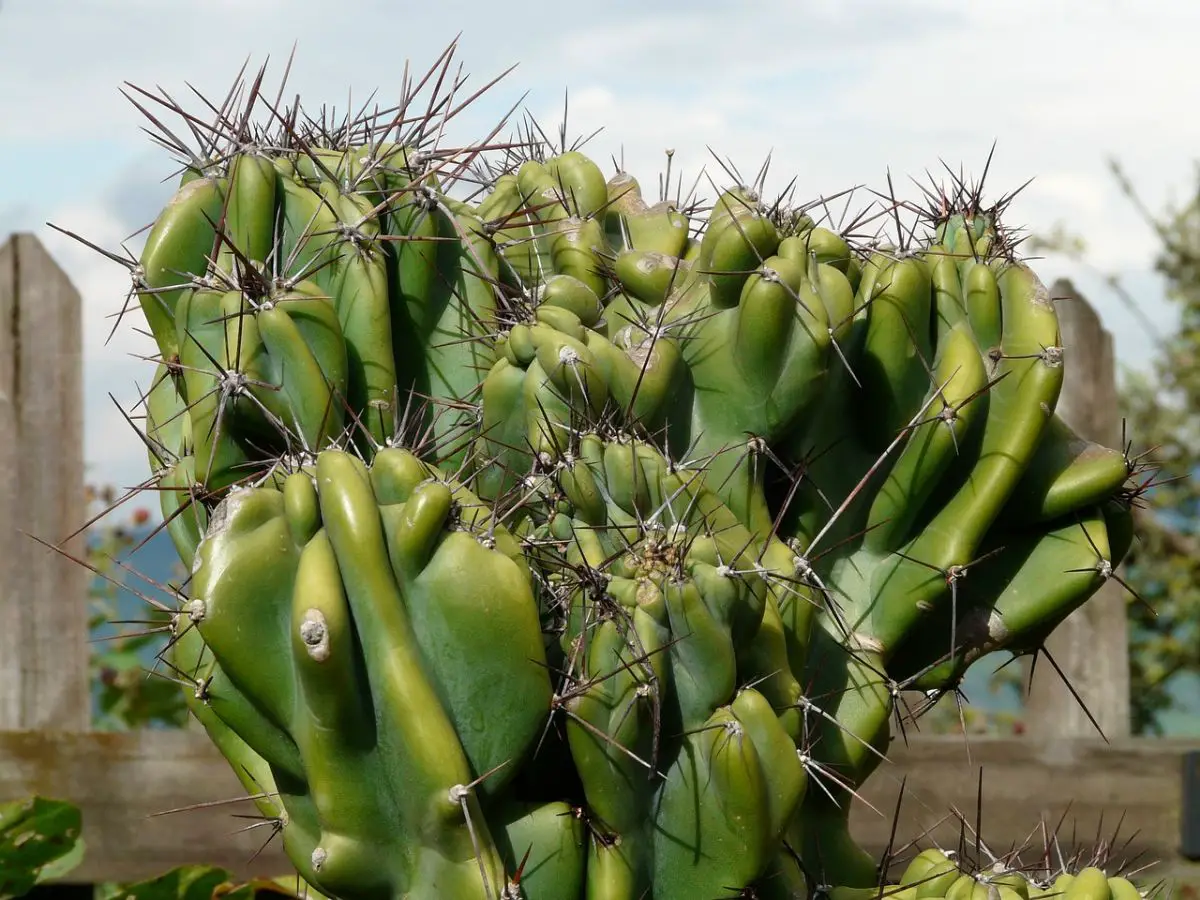 Cereus repandus: everything you need to know about this cactus