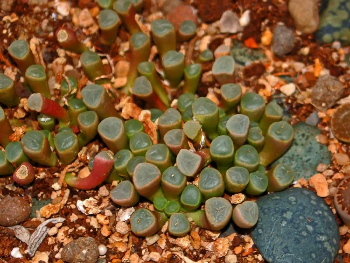 Aizoaceae: know the genus of stone plants and their care