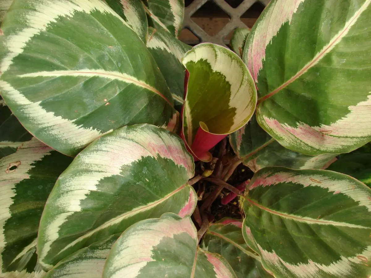 Calathea roseopicta: everything you need to know to care for it at home