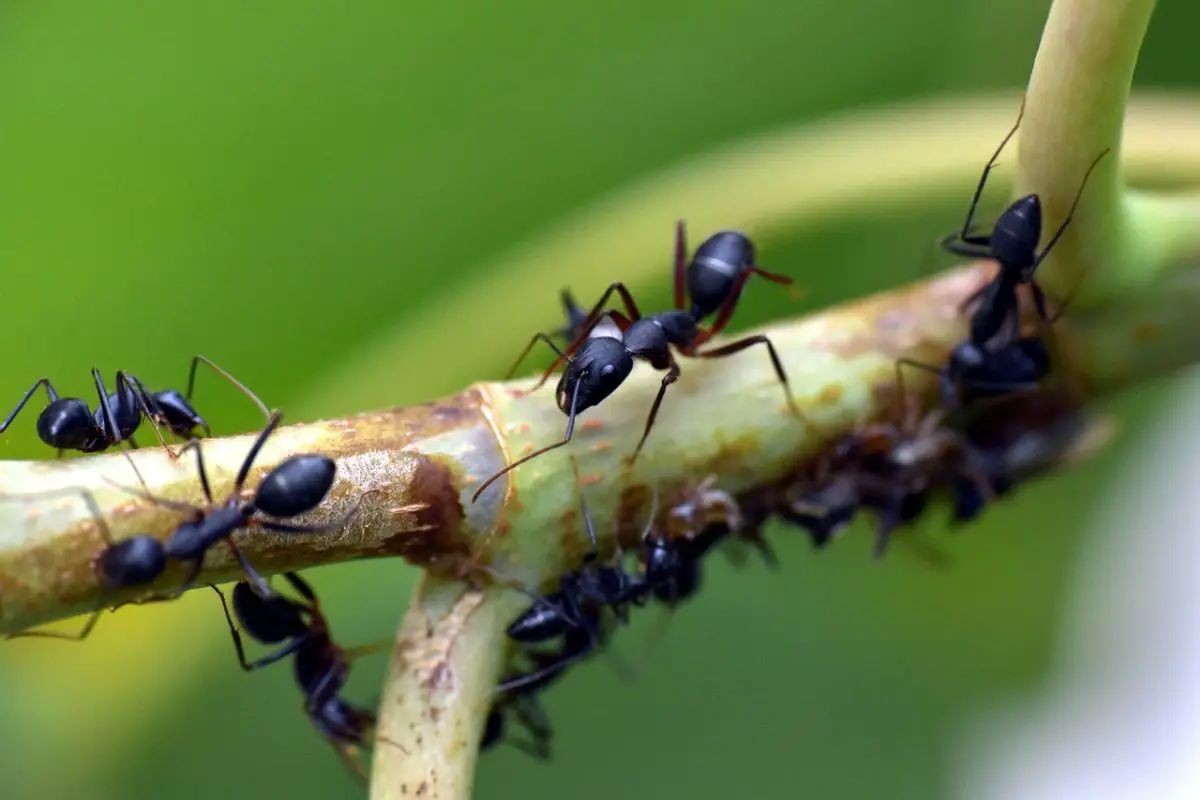 How to get rid of ants in the garden: the most effective methods