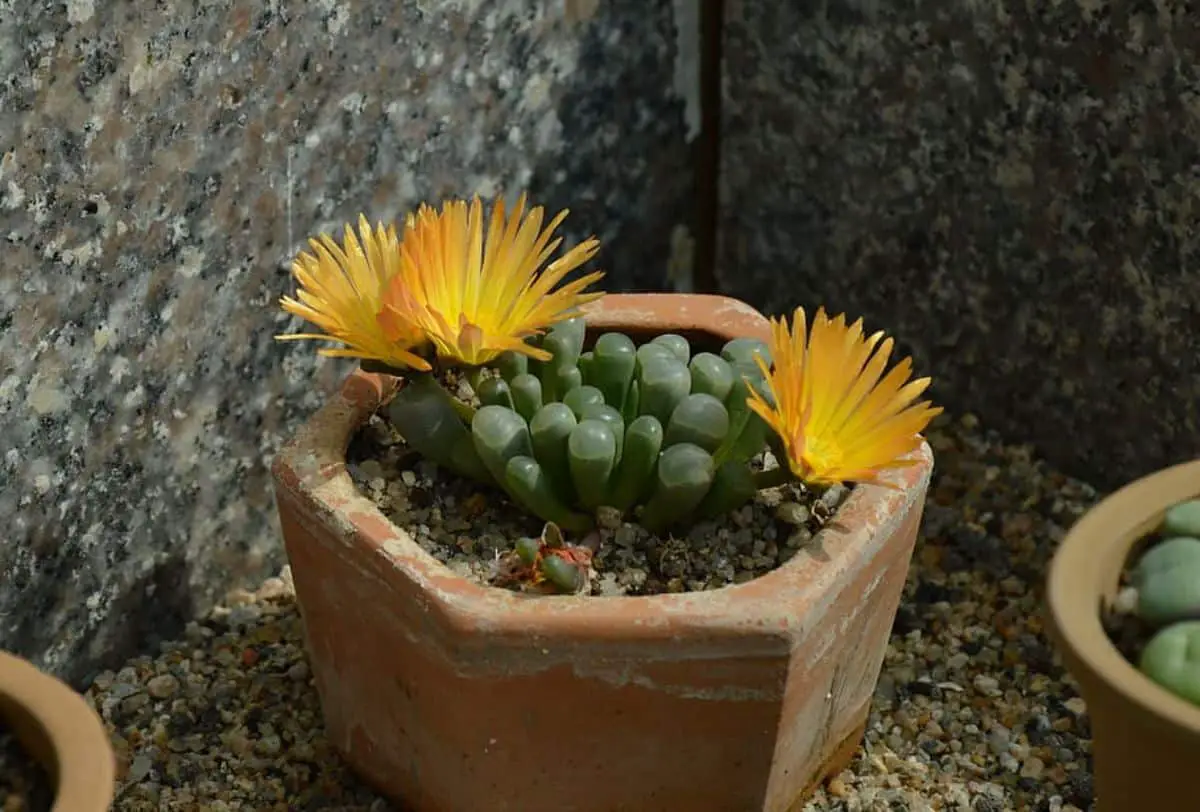 Succulent with yellow flowers: the best options for your garden