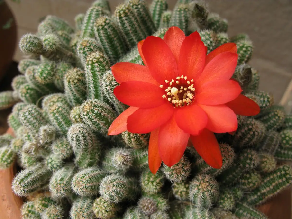 Everything you need to know about Echinopsis chamaecereus