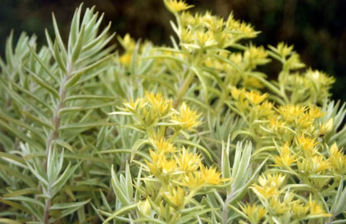 Sedum lineare, everything you need to know about this succulent
