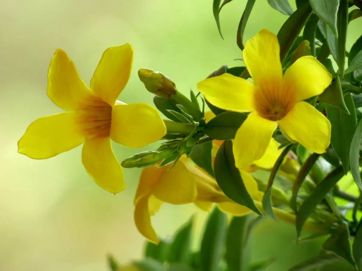 yellow jasmine