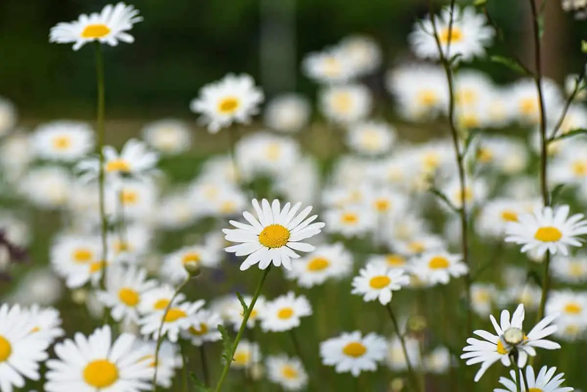 When to prune daisies: Pruning in summer and winter