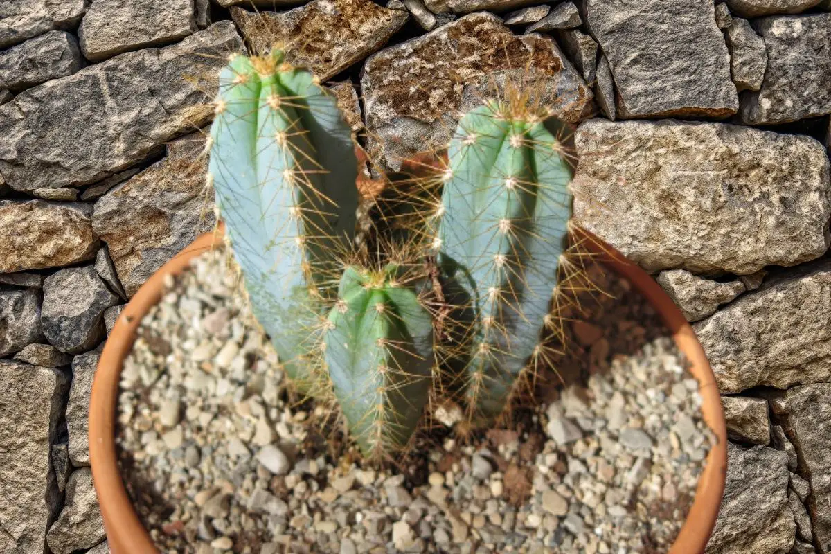 Pilosocereus: everything you need to know about this cactus