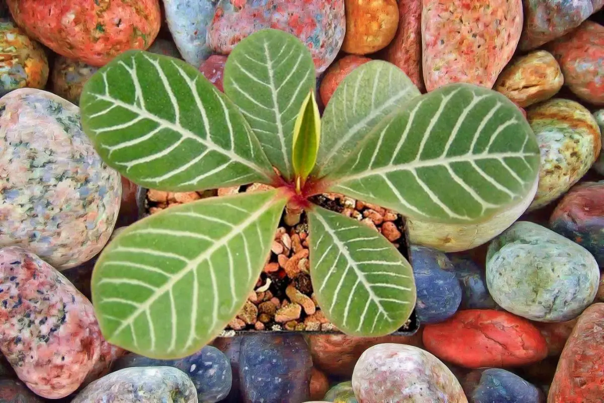 Euphorbia leuconeura: main characteristics and care
