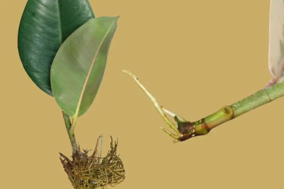 How to take a cutting of elastic ficus: all the steps