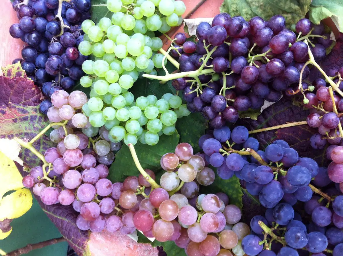 Types of grapes: how many are there and which are the most common
