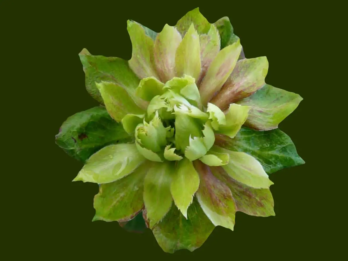 Green rose: discover this type of unusually colored rose bush