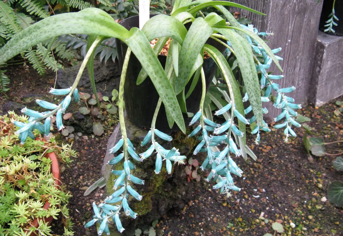 What is the genus Lachenalia like and what care does it have?