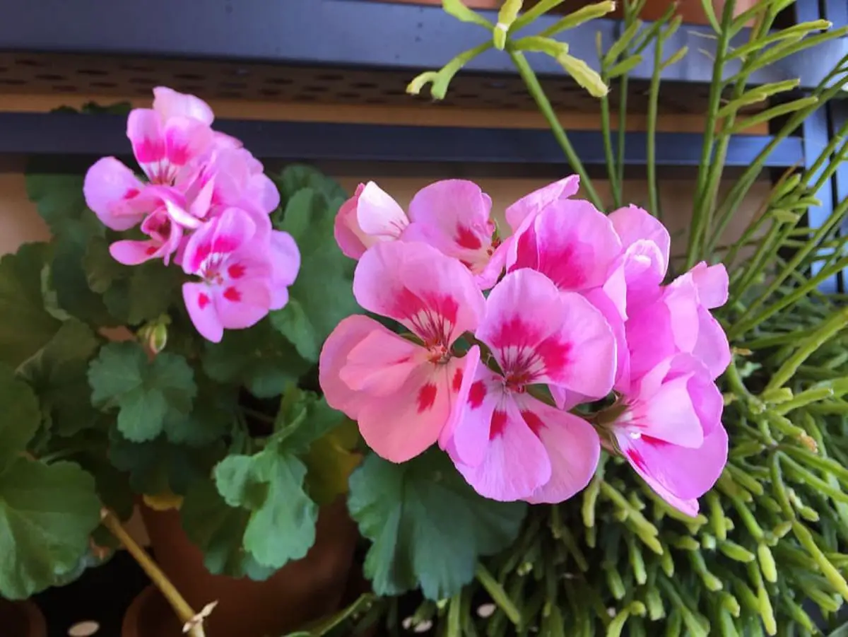 How to have beautiful geraniums: tricks to achieve it