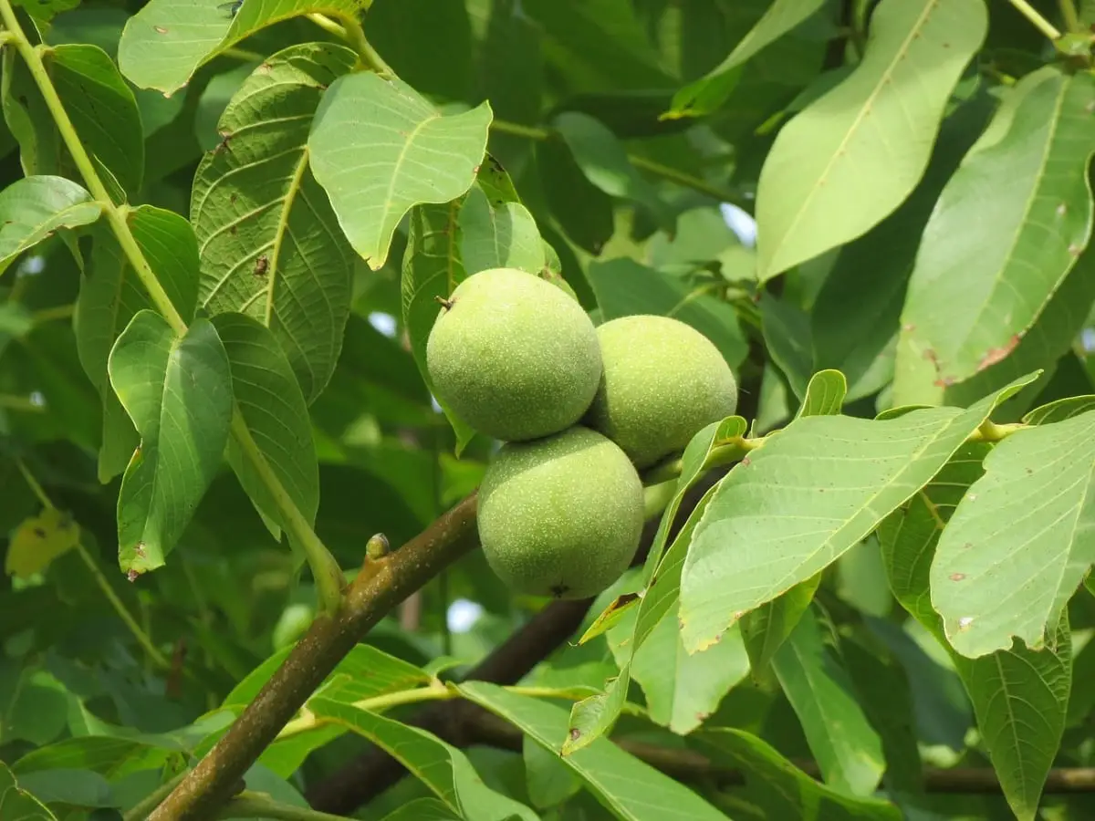 Diseases of walnut trees and their treatment