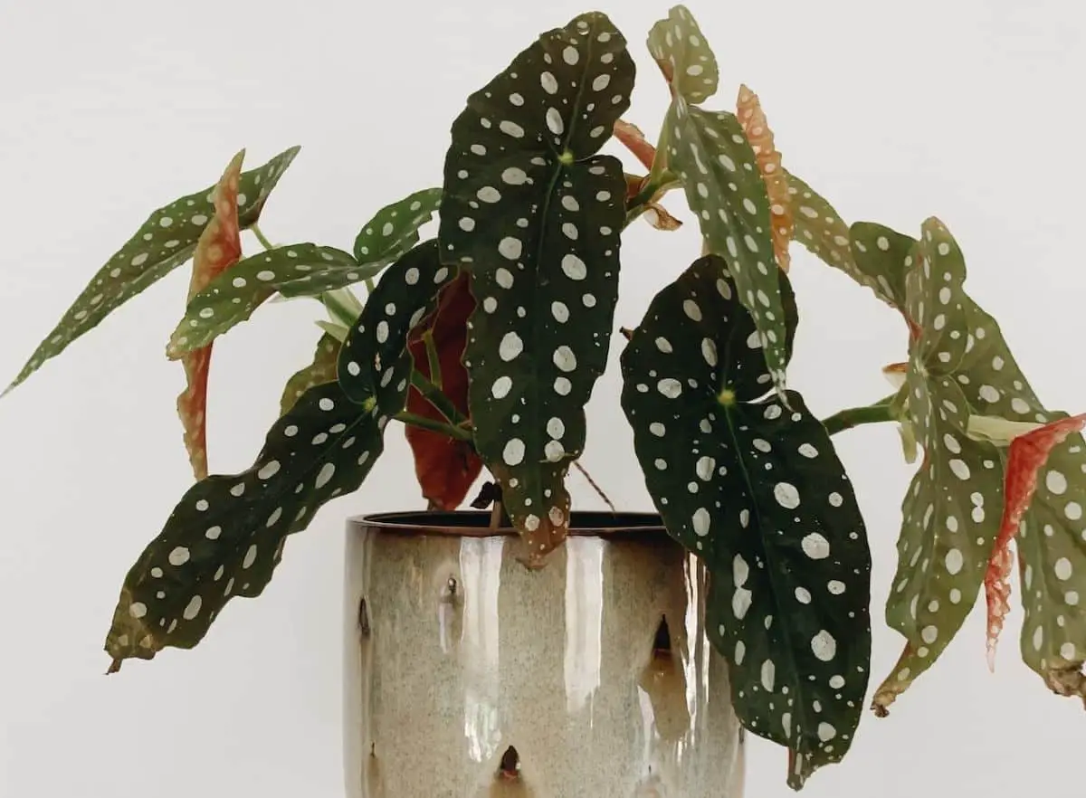 Why the Begonia maculata loses its leaves: possible causes