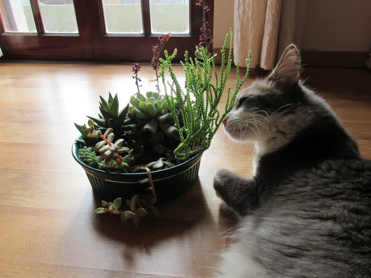 The best tricks to prevent cats from breaking plants