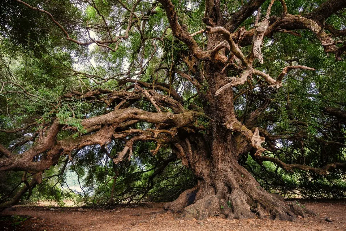 These are the world’s oldest living trees