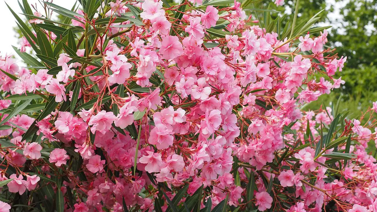 How to reproduce oleander: When and how to do it step by step