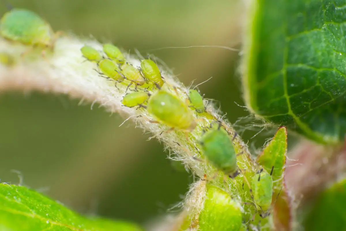 The best aphid insecticides for your plants