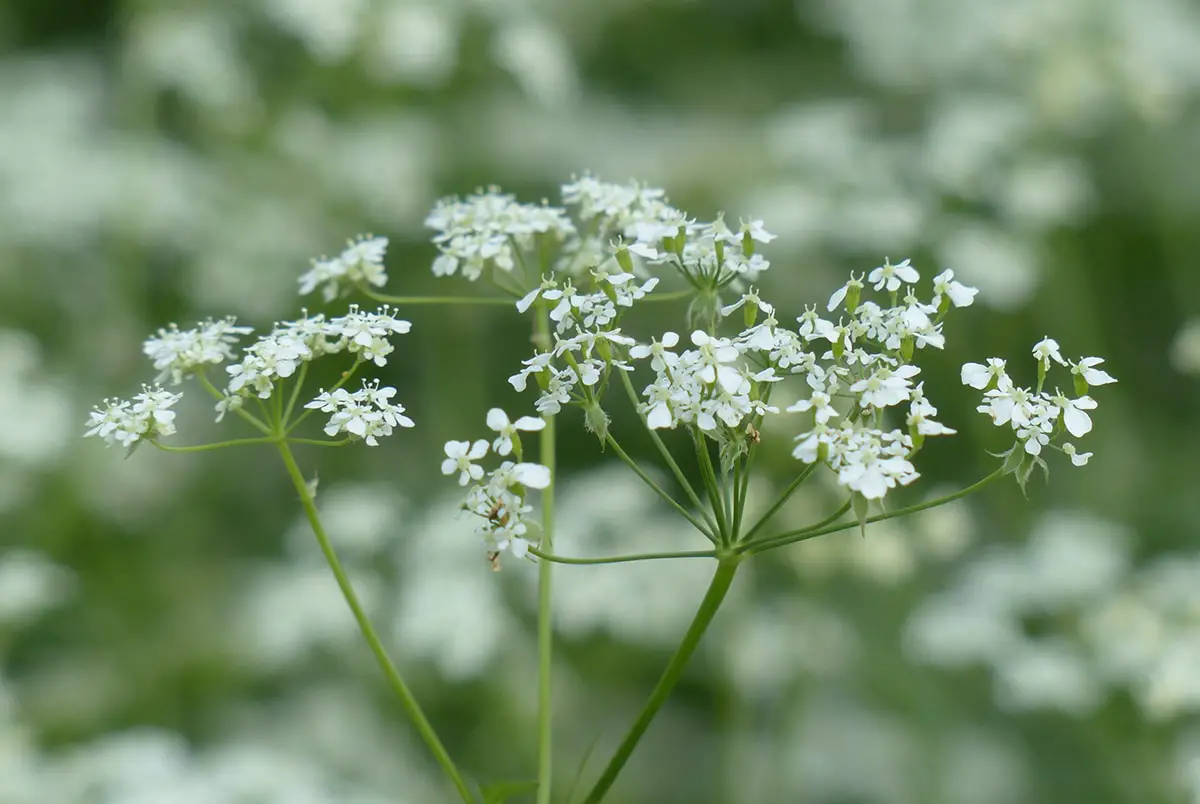 How is the parsley flower and what is it for?