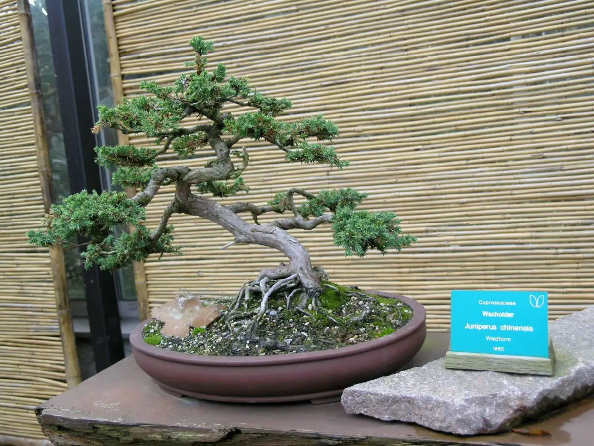 juniper bonsai | Gardening On