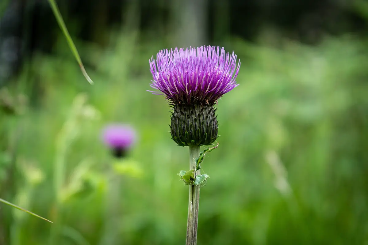 What is Scottish thistle?