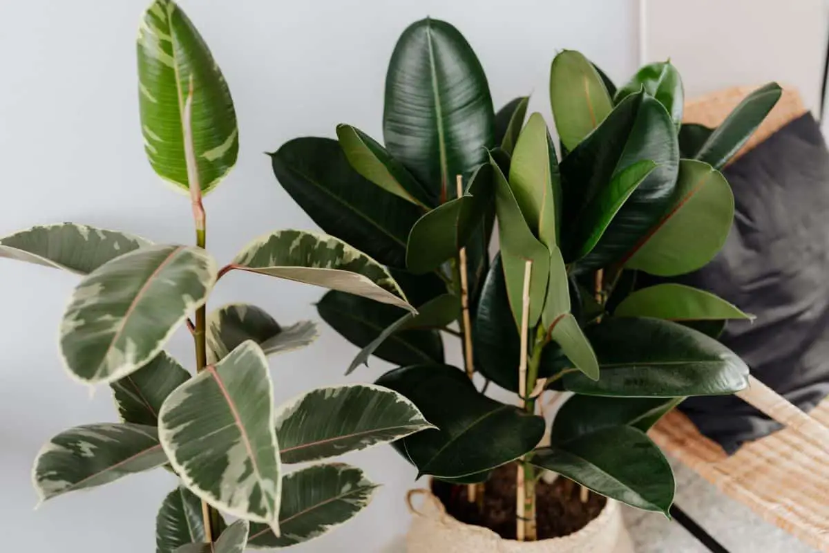 How to recover a ficus that has lost its leaves