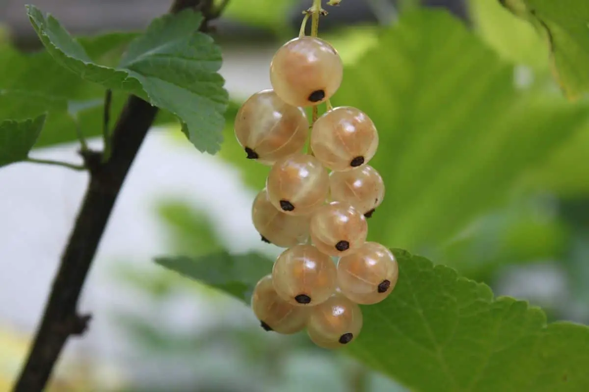 White currant: what does this shrub look like and what care does it need