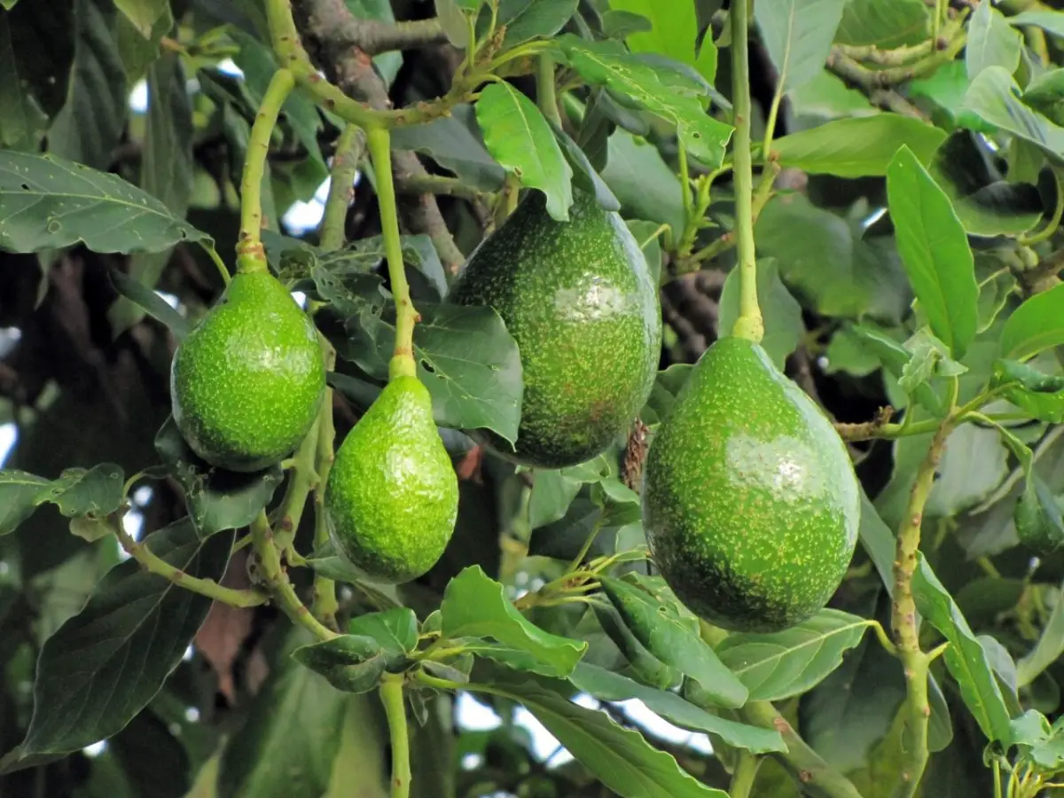 How should avocado irrigation be?