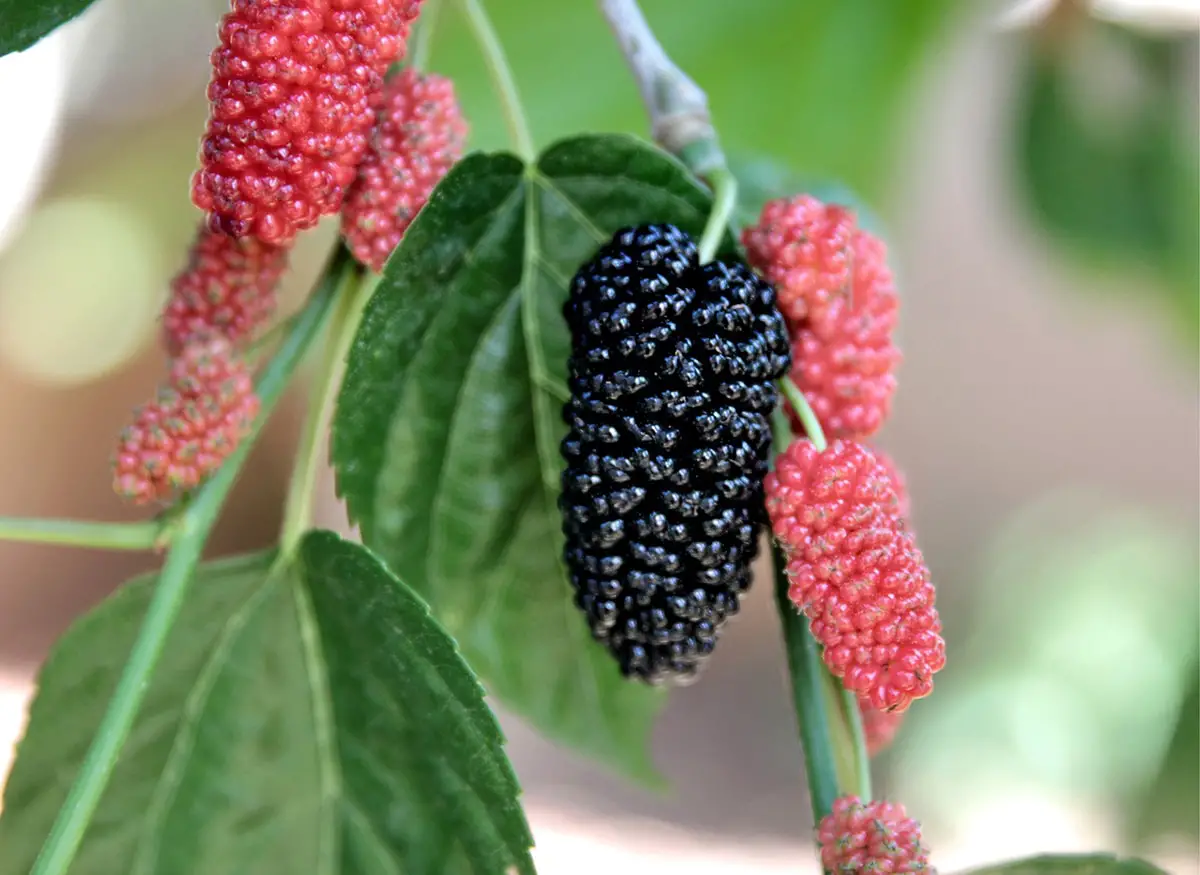 Mulberry diseases: What is it, pests and diseases, care
