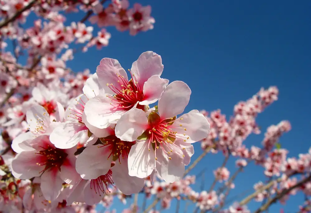 What is the name of the almond flower: What is the almond tree and what is its flower