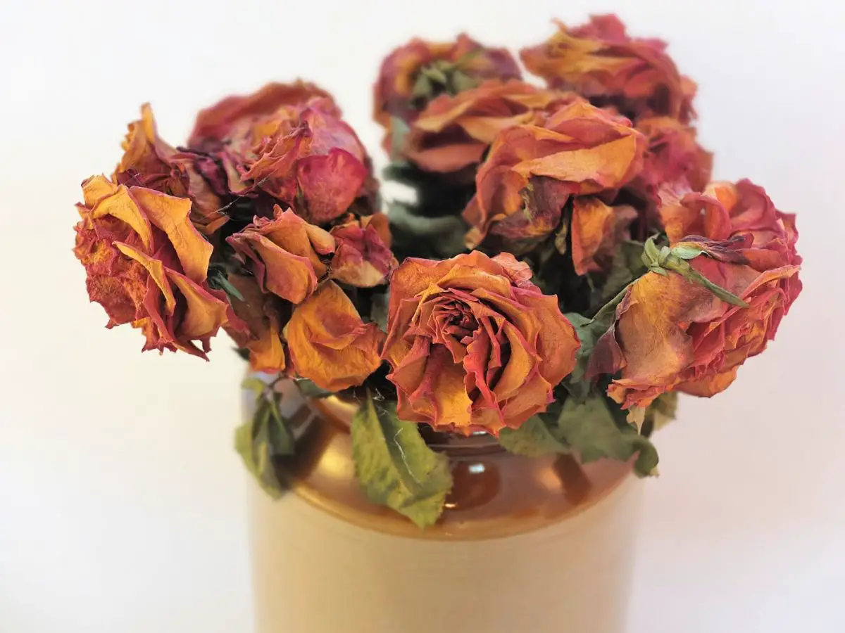 Dried vs preserved flowers: what are the differences and which is better