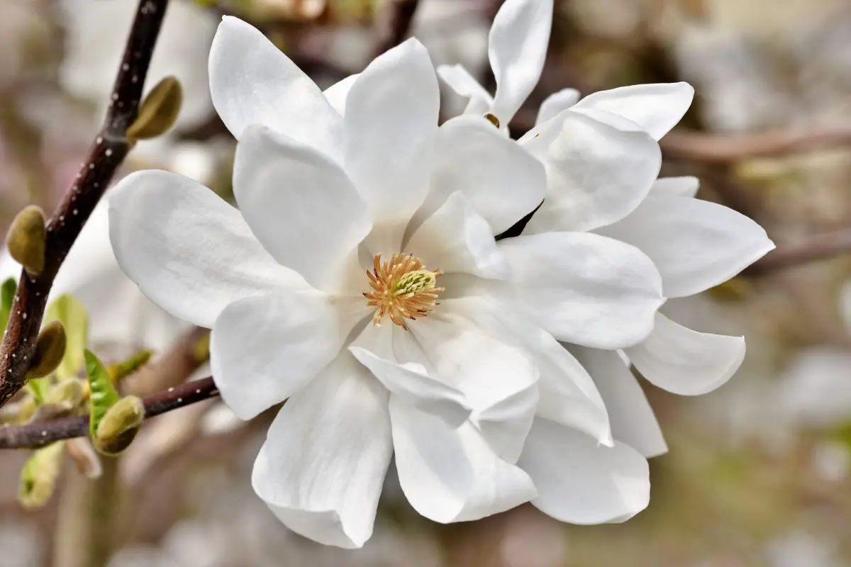When does the magnolia tree bloom in Spain: all the details