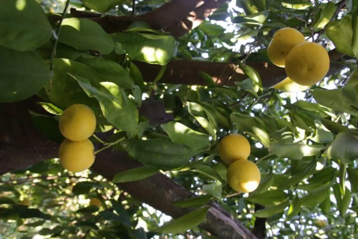 When to prune a lunero lemon tree: all the steps you must take