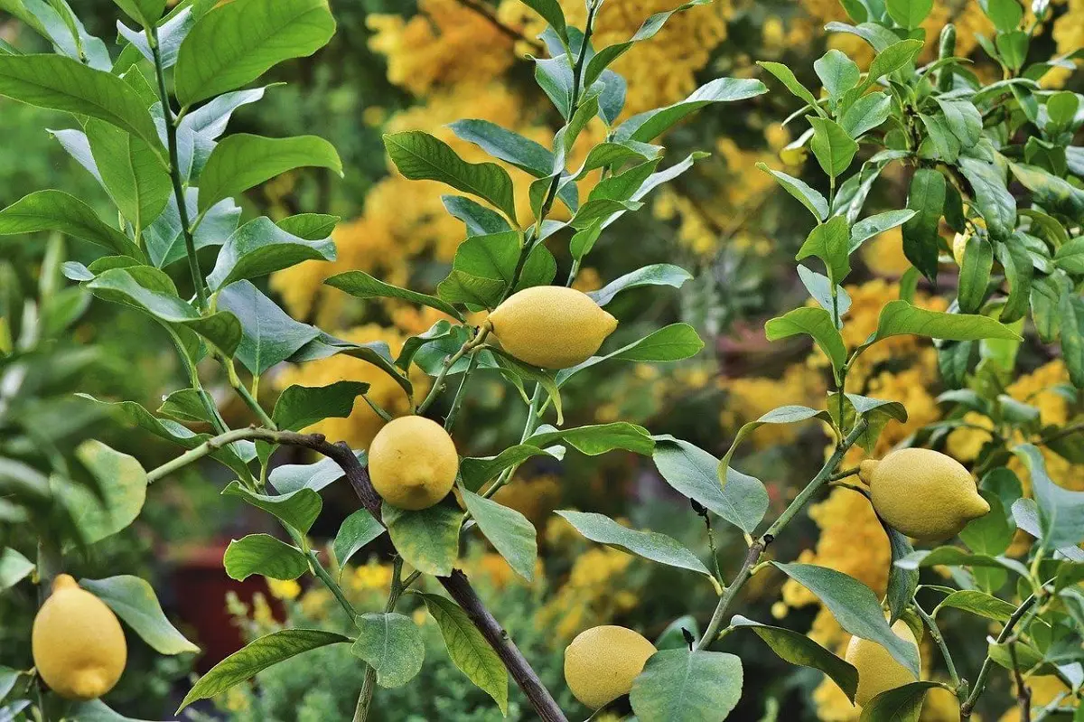When to prune lemon and orange trees