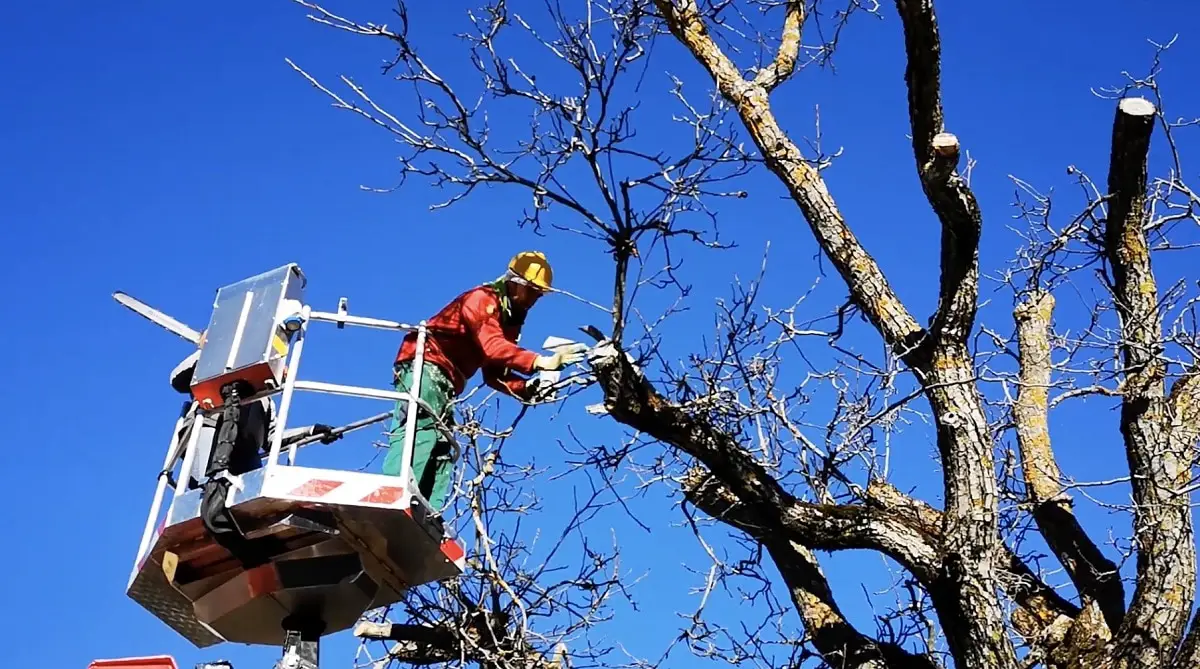How to prune a walnut tree: everything you need to know